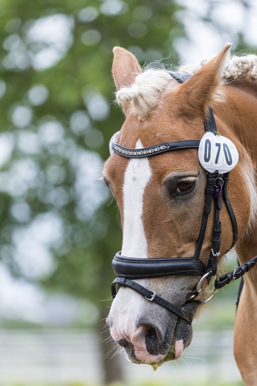 Bild 60 - Pony Akademie Turnier